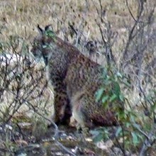 Spain Lynx Quest tour