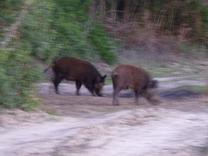 Foraging-Wild-Boar - Sus-scro © John Muddeman