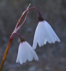 Hair-leaved-Snowflake - Leuco © John Muddeman