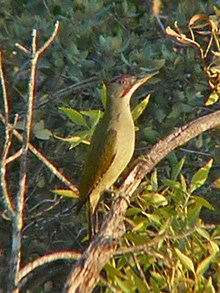 Iberian-Green-Woodpecker - Pi © John Muddeman