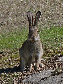 Lynx-food - Oryctolagus-cunic © John Muddeman
