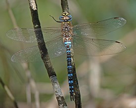 Migrant-Hawker - Aeshna-mixta © John Muddeman