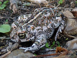 Natterjack-Toad - Epidalea-ca © John Muddeman