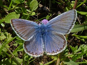 S-Common-Blue - Polyommatus-c © John Muddeman
