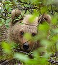 Brown-Bear-cub © John Muddeman