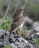 Dupont's-Lark - Chersophilus- © John Muddeman