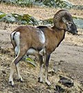 Mouflon © John Muddeman