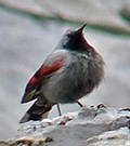 Wallcreeper © John Muddeman