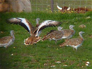 Distant-Great-Bustards - Otis © John Muddeman