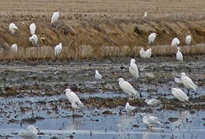 X-egrets-&-gulls-feeding-ri © John Muddeman