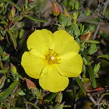 Halimium - Halimium © John Muddeman