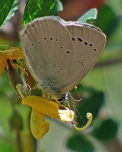 Iolas-Blue - Iolana-iolas-und © John Muddeman