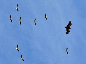WStorksGriffon - CiconiaGyps © John Muddeman
