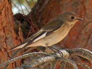 aPiedFlyr - Ficedulahypoleuca © John Muddeman