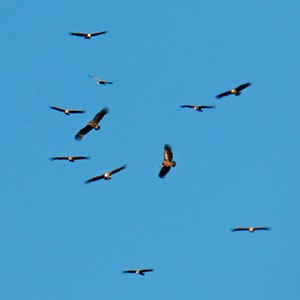 Black&GriffonVultures - Aegyp © John Muddeman