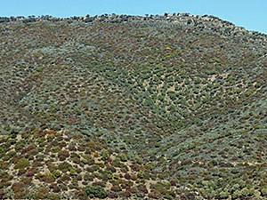 Colourful-hillside-scrub-An © John Muddeman