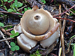 Earthstar-fungus - Geastrum © John Muddeman