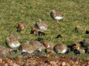 Mixed-flock - Tetrax-tetrax © John Muddeman
