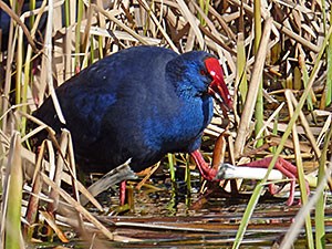 Purple-Swamphen - P-porphyrio © John Muddeman