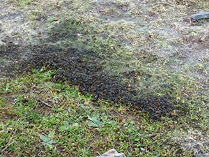WniterWebworm-tide - Ocnogyna © John Muddeman