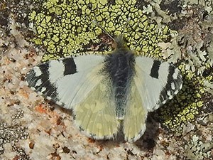 Euchloe-crameri © John Muddeman