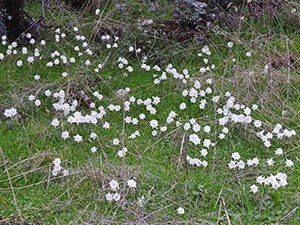 Narcissus-cantabricus-2 © John Muddeman