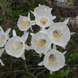 Narcissus-cantabricus © John Muddeman