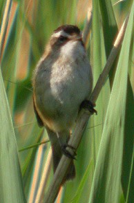 Spisak ptica za čije držanje i uzgoje je potrebna dozvola ministarstva - Page 3 @Acrocephalus%20melanopogon%20%20Moustached%20Warbler