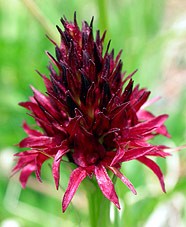 Red Vanilla Orchid Nigritella rubra © John Muddeman