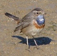 Spanish Bird List