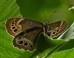 Lopinga achine © Teresa Farino Notable butterfly recor