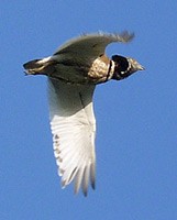 John's autumn 2011 wildlife tours