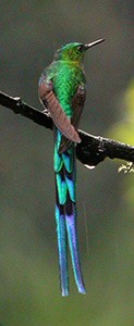 Long-tailed Sylph © John Muddeman