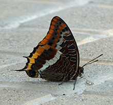 Two-tailed-Pasha - Charaxes-j © John Muddeman