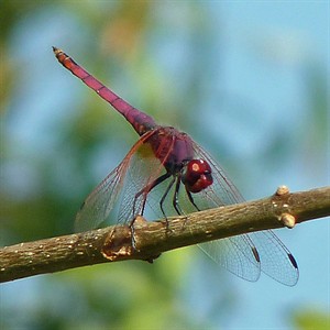 Violet-Dropwing - Trithemis-a © John Muddeman