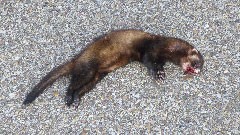 Western-Polecat - Mustela-put © John Muddeman