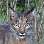 Iberian Lynx, Spanish Imperial Eagles and other mammals and raptors in the Sierra de Andújar, December 2011