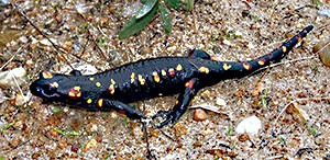 Fire-Salamander - Salamandra- © John Muddeman