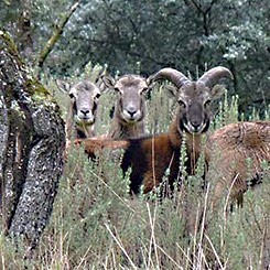 Mouflon-herd-4blog © John Muddeman