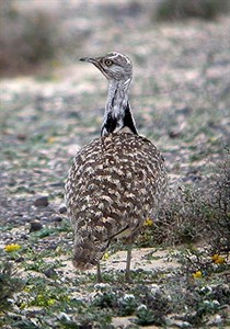Houbara-300x-4web © John Muddeman
