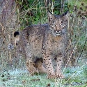 Iberian-Lynx-4blog © John Muddeman