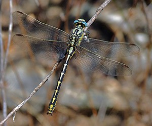 Pronged-Clubtail - Gomphus300 © John Muddeman