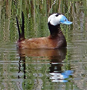 White-headed-Duck - Oxyura-le © John Muddeman