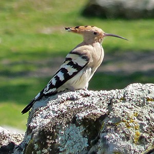 Hoopoe - Upupa-epops © John Muddeman