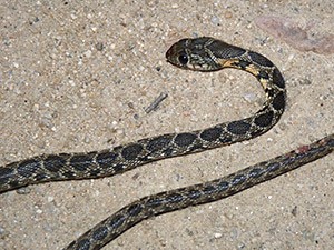 Horseshoe-Whip-Snake - Hemorr © John Muddeman