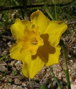Jonquil-daffodil - Narcissus- © John Muddeman