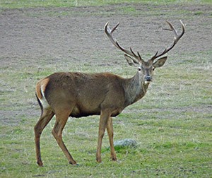 Red-Deer - Cervus-elaphus © John Muddeman