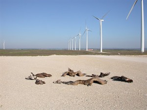 Wind farm threatens Monfragüe National Park raptors and other threatened Extremaduran wildlife
