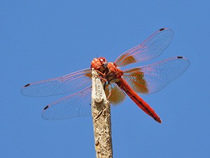 Dragonfly news: Orange-winged Dropwing spreads N and Faded Pincertail refound in Madrid!