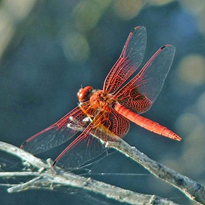 Trithemis-kirbyi-002-m © John Muddeman